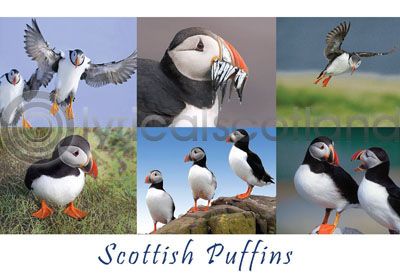 Scottish Puffins Composite Postcard
