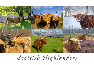 Scottish Highlanders Composite Postcard